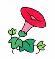 牽牛花簡(jiǎn)筆畫(huà)畫(huà)法步驟圖解