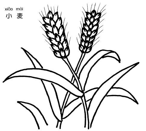 秋天農(nóng)作物簡(jiǎn)筆