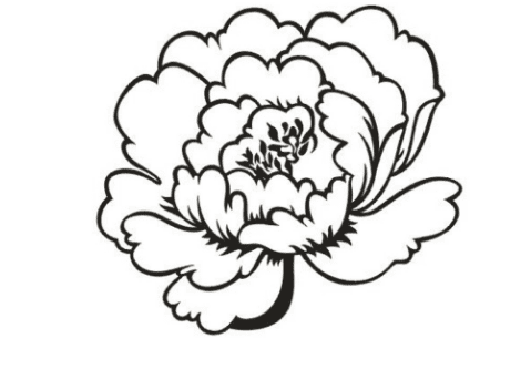 漂亮的牡丹花簡(jiǎn)筆