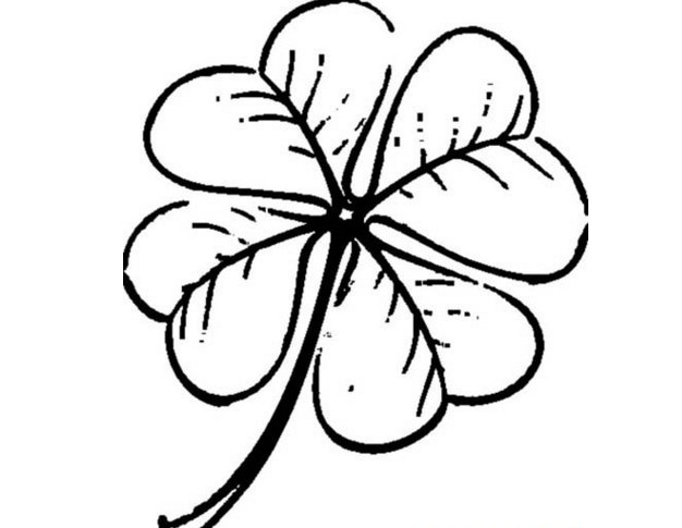 四葉幸運(yùn)草植物簡筆