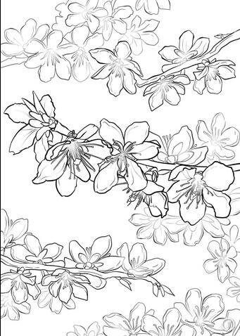 綻放的桃花簡(jiǎn)筆