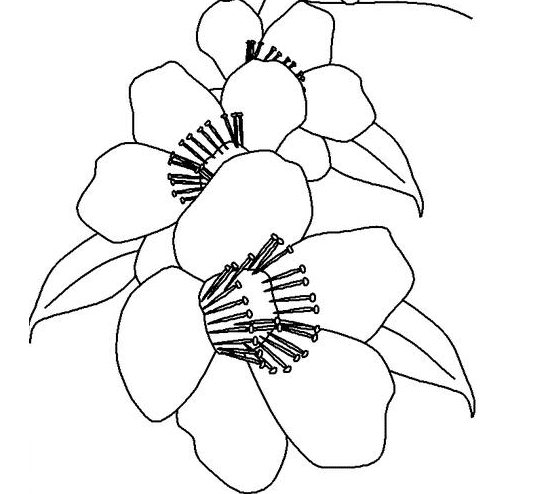 桃花植物簡筆