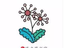 蒲公英的簡(jiǎn)筆畫畫法步驟圖解