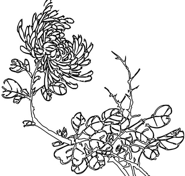 美麗的菊花簡(jiǎn)筆