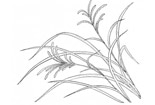小草的簡(jiǎn)筆畫(huà)圖片分享