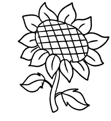 隨著太陽轉(zhuǎn)的向日葵簡筆