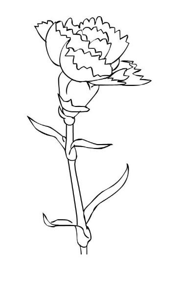 美麗的康乃馨<a href=http://www.inspiredelm.com/jianbihua/ target=_blank class=infotextkey>簡(jiǎn)筆畫</a>圖片
