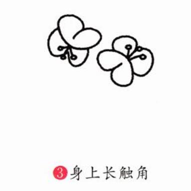 蝴蝶蘭簡筆簡易步驟