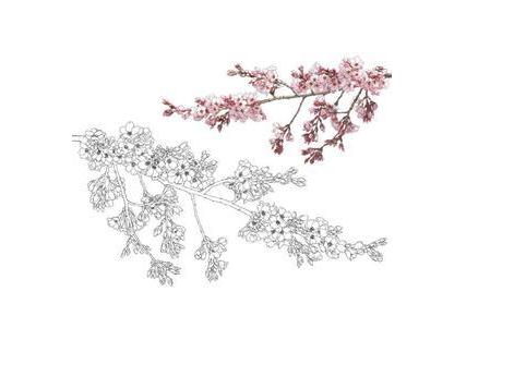 櫻花植物簡筆