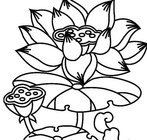 綻放的荷花簡筆