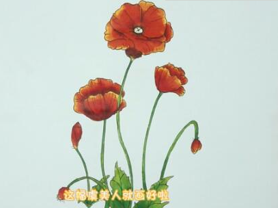 美麗的虞美人簡(jiǎn)筆步驟