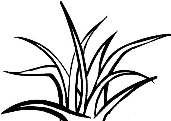 簡(jiǎn)單好看的小草簡(jiǎn)筆