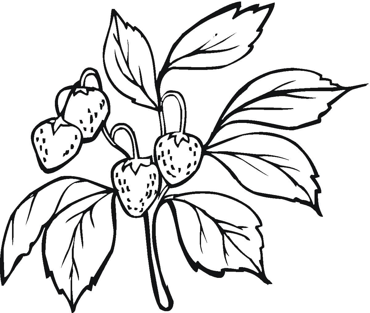 可愛(ài)的草莓植物簡(jiǎn)筆
