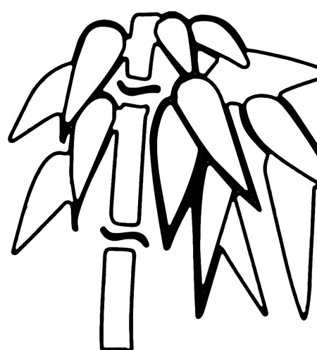 美麗的竹子簡(jiǎn)筆