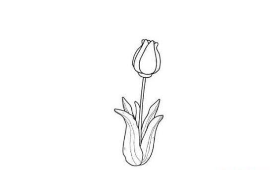 植物簡(jiǎn)筆畫(huà)，水仙百合花簡(jiǎn)筆畫(huà)