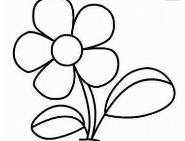 五瓣花植物簡(jiǎn)筆