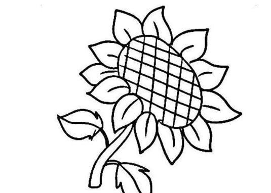 漂亮的太陽(yáng)花簡(jiǎn)筆