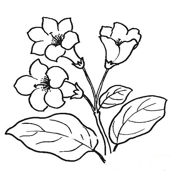 杜鵑花簡筆畫