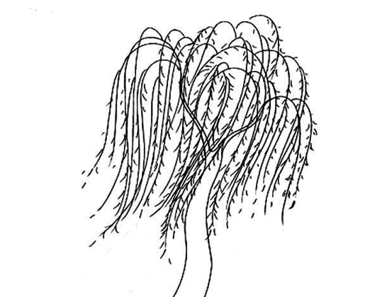 柳樹植物簡筆畫圖片