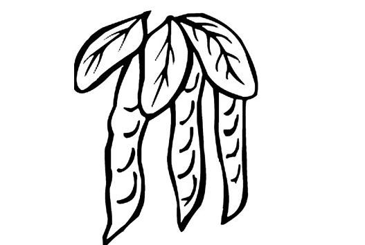豌豆植物簡(jiǎn)筆