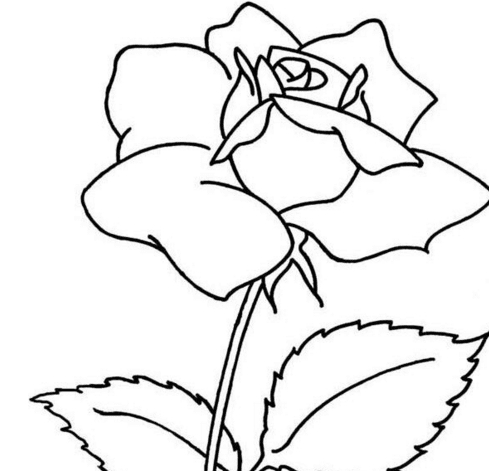 2種玫瑰花植物簡筆畫畫法