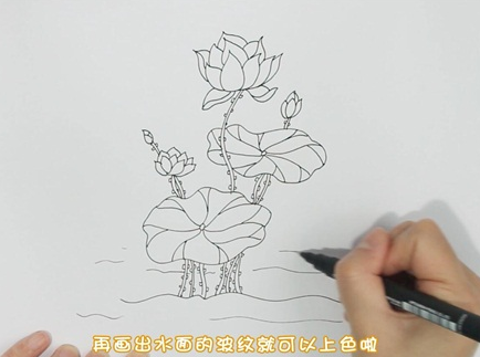 彩色荷花荷葉簡筆步驟