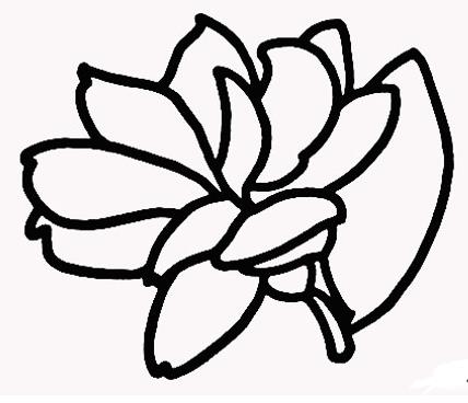 茉莉花的花簡(jiǎn)筆步驟