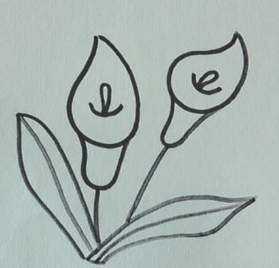 馬蹄蓮花簡筆畫圖片