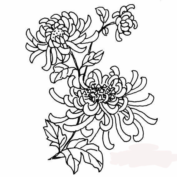 形態(tài)各異的菊花簡(jiǎn)筆畫(huà)