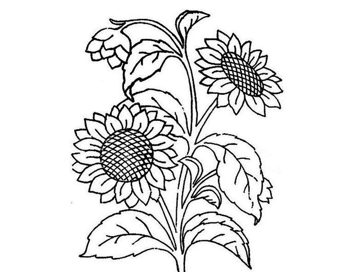 漂亮的太陽(yáng)花簡(jiǎn)筆