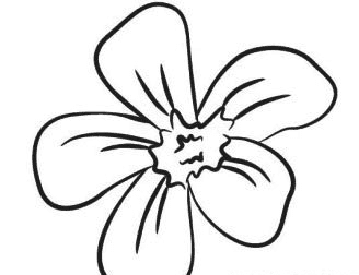 五瓣花植物簡(jiǎn)筆