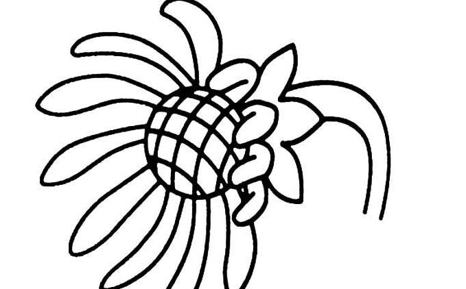 漂亮的太陽(yáng)花簡(jiǎn)筆