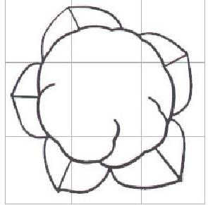 花菜的簡筆畫畫法步驟圖解