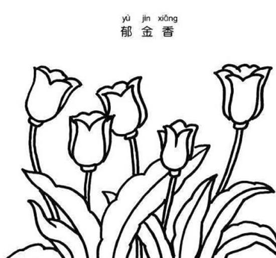 郁金香幼兒簡筆