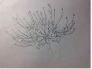 彼岸花簡筆手繪