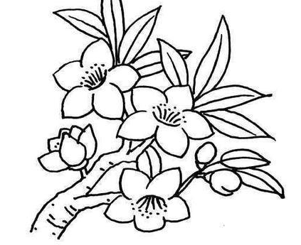 桃花植物簡筆