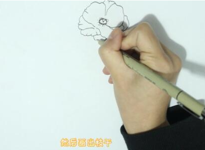 美麗的虞美人簡(jiǎn)筆步驟