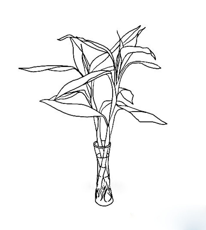 簡單的植物簡筆畫，富貴竹簡筆畫