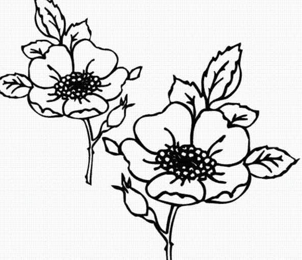 五瓣花植物簡(jiǎn)筆