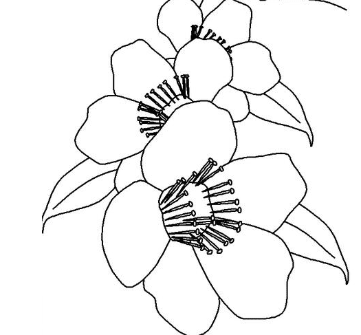春天開的花朵簡(jiǎn)筆