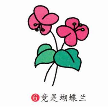 蝴蝶蘭簡筆簡易步驟