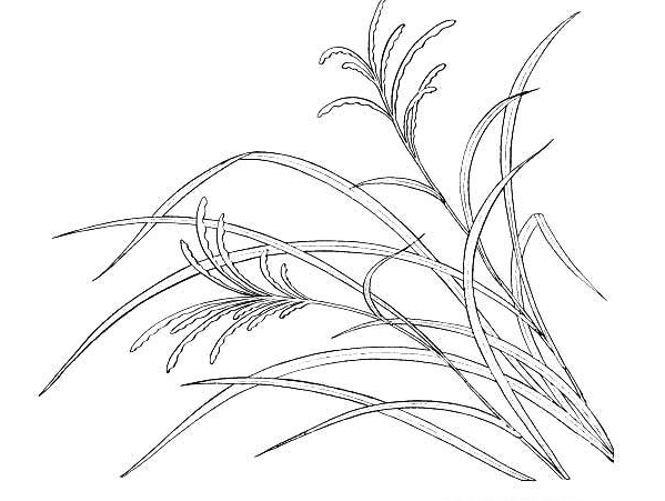 簡(jiǎn)單好看的小草簡(jiǎn)筆