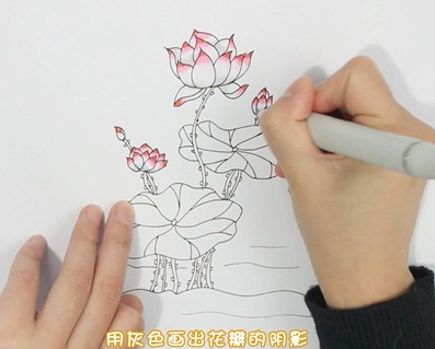 彩色荷花荷葉簡筆步驟