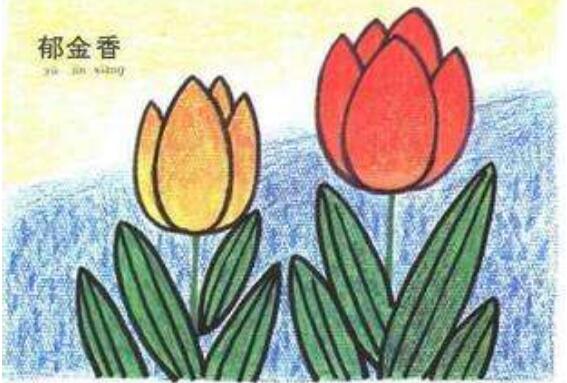 彩色郁金香簡筆畫