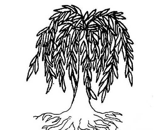 柳樹植物簡筆圖片