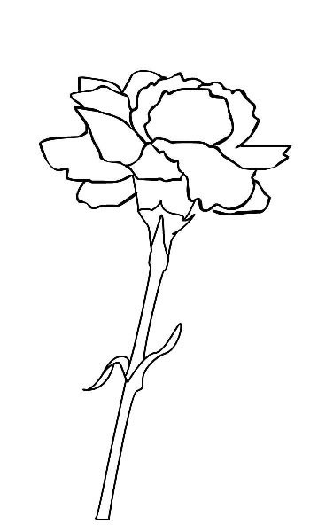 美麗的康乃馨<a href=http://www.inspiredelm.com/jianbihua/ target=_blank class=infotextkey>簡(jiǎn)筆畫</a>圖片