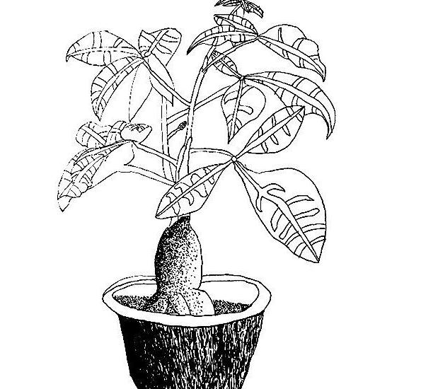 植物大樹兒童簡筆