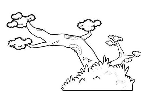 松樹(shù)植物簡(jiǎn)筆