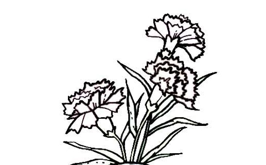 康乃馨兒童簡筆