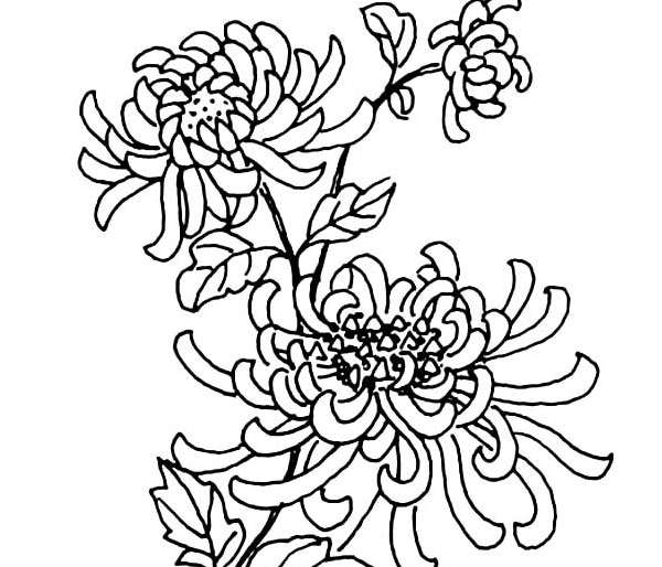 美麗的菊花簡(jiǎn)筆